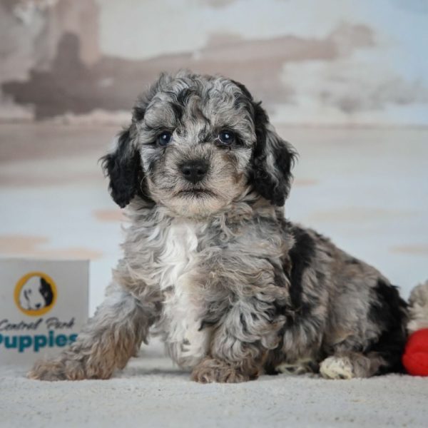 Miniature Poodle Puppy for Sale