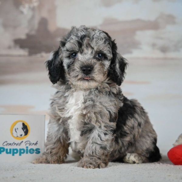 Miniature Poodle Puppy for Sale