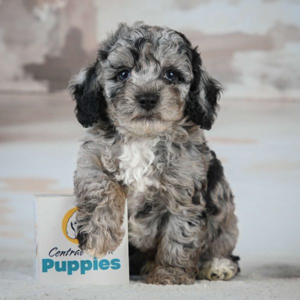 Miniature Poodle Puppy for Sale