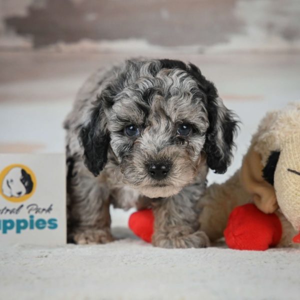 Miniature Poodle Puppy for Sale