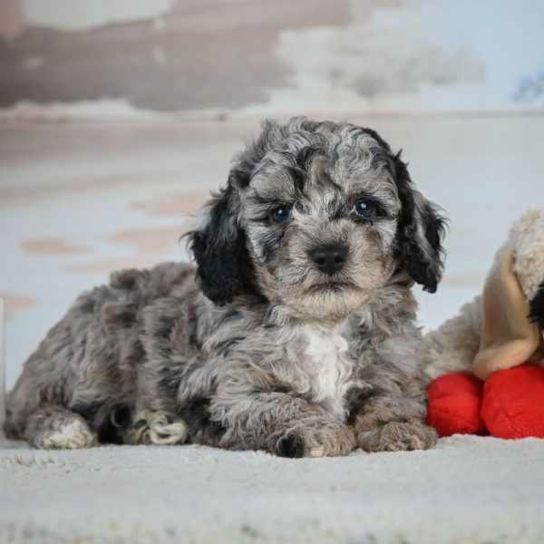 Miniature Poodle Puppy for Sale