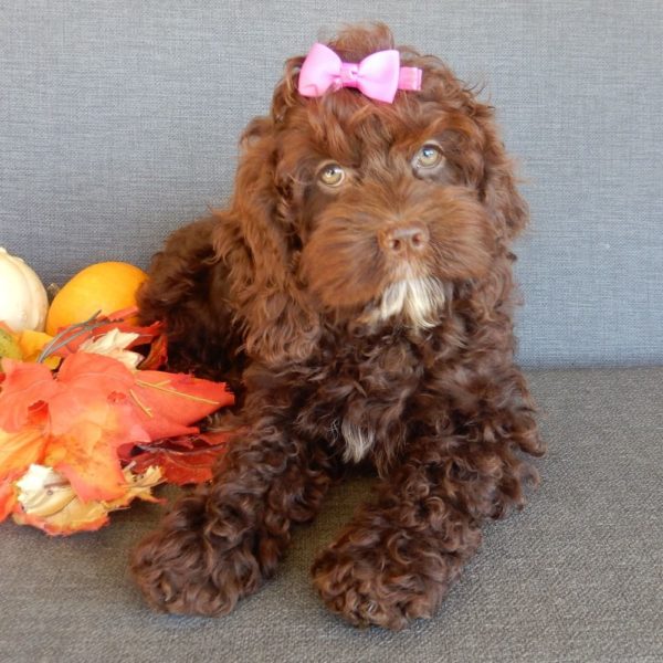 F1 Cockapoo Puppy for Sale