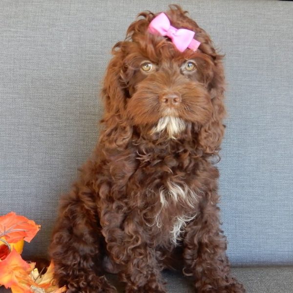 F1 Cockapoo Puppy for Sale