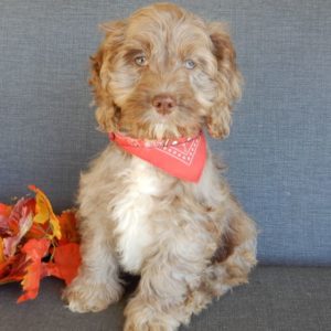 F1 Cockapoo Puppy for Sale