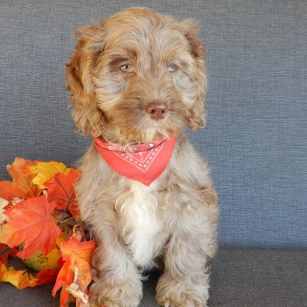 F1 Cockapoo Puppy for Sale