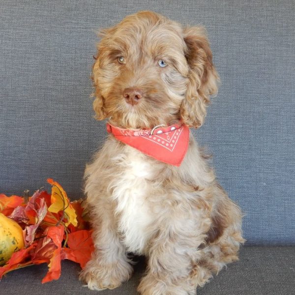 F1 Cockapoo Puppy for Sale