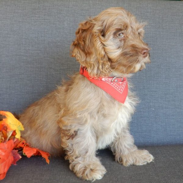 F1 Cockapoo Puppy for Sale