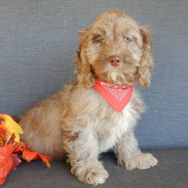 F1 Cockapoo Puppy for Sale