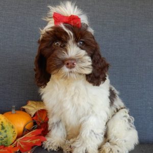 F1 Cockapoo Puppy for Sale