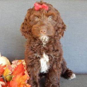 F1 Cockapoo Puppy for Sale