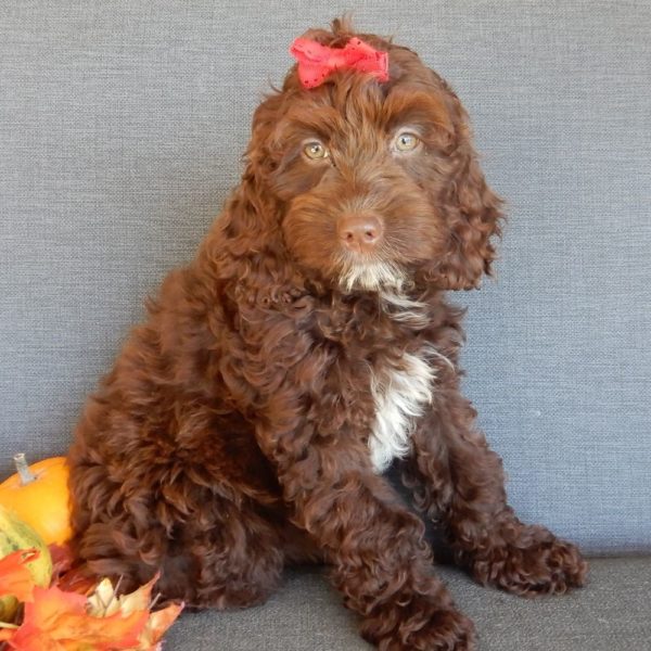 F1 Cockapoo Puppy for Sale