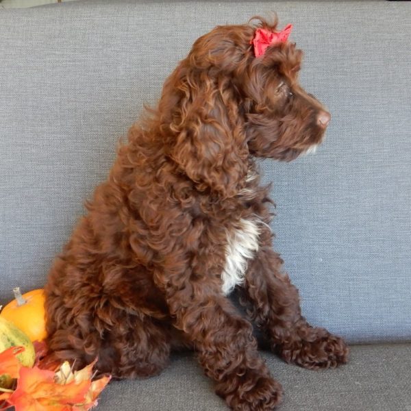 F1 Cockapoo Puppy for Sale