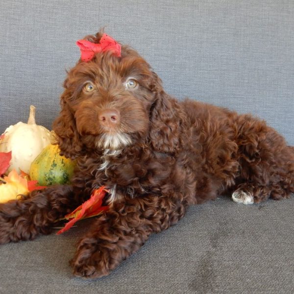 F1 Cockapoo Puppy for Sale