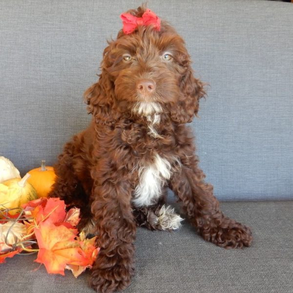 F1 Cockapoo Puppy for Sale