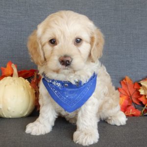 F1 Cockapoo Puppy for Sale