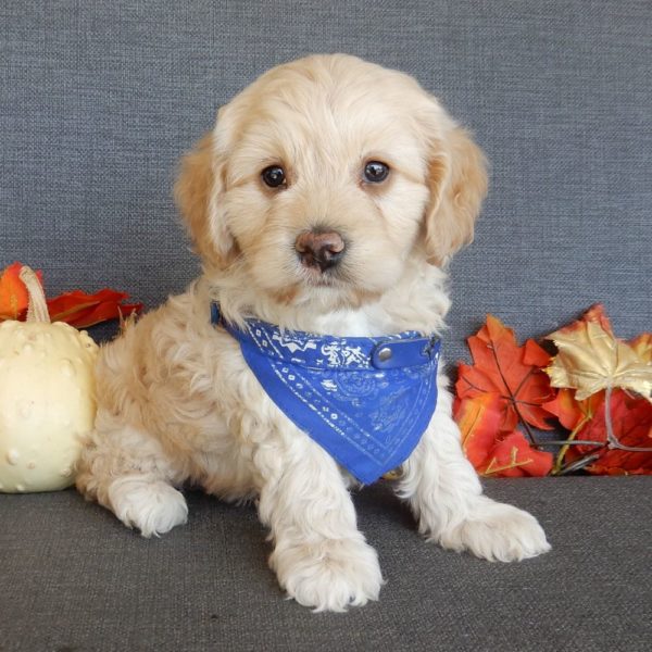 F1 Cockapoo Puppy for Sale