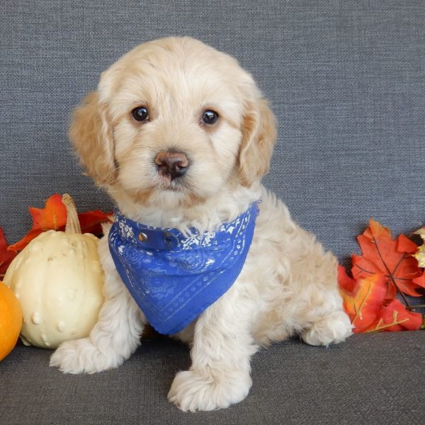 F1 Cockapoo Puppy for Sale