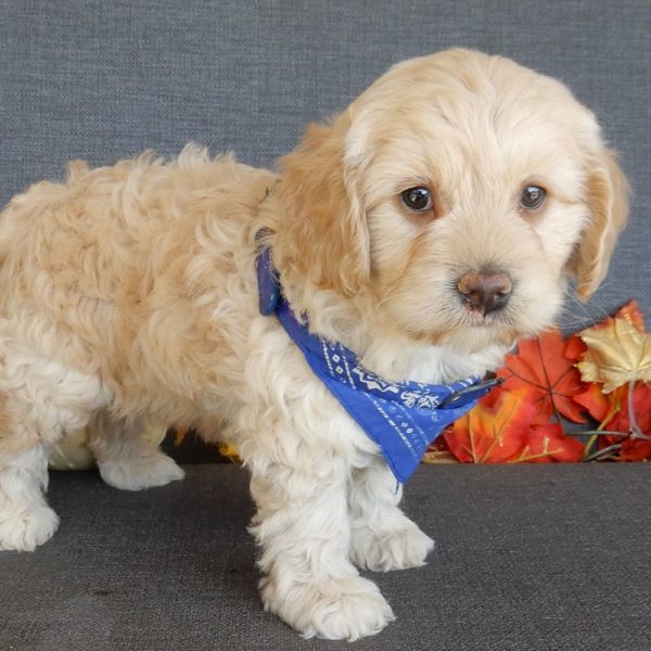 F1 Cockapoo Puppy for Sale