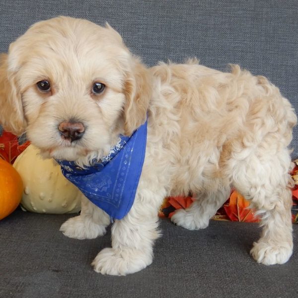 F1 Cockapoo Puppy for Sale