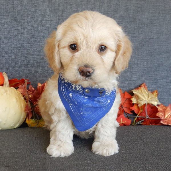 F1 Cockapoo Puppy for Sale