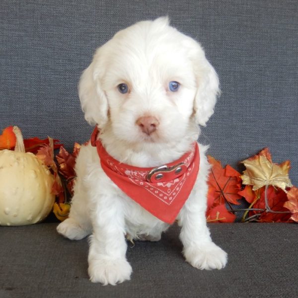 F1 Cockapoo Puppy for Sale