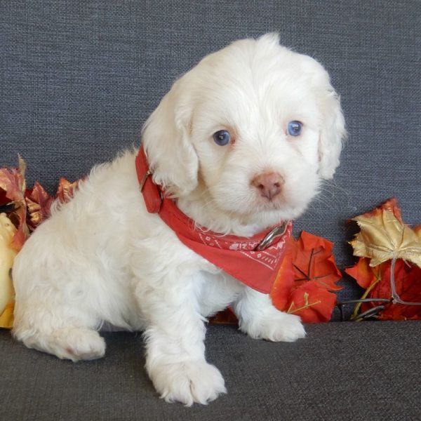 F1 Cockapoo Puppy for Sale