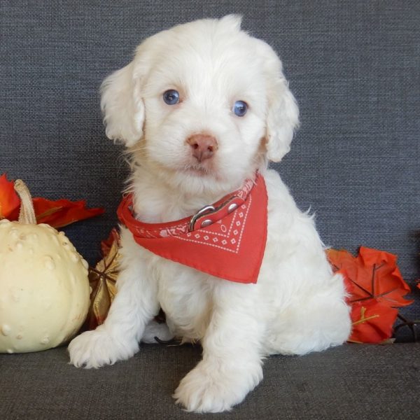 F1 Cockapoo Puppy for Sale