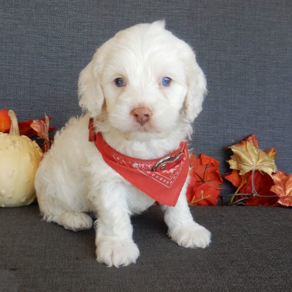 F1 Cockapoo Puppy for Sale