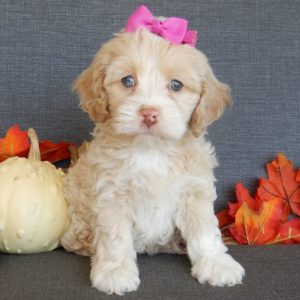 F1 Cockapoo Puppy for Sale