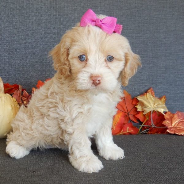 F1 Cockapoo Puppy for Sale