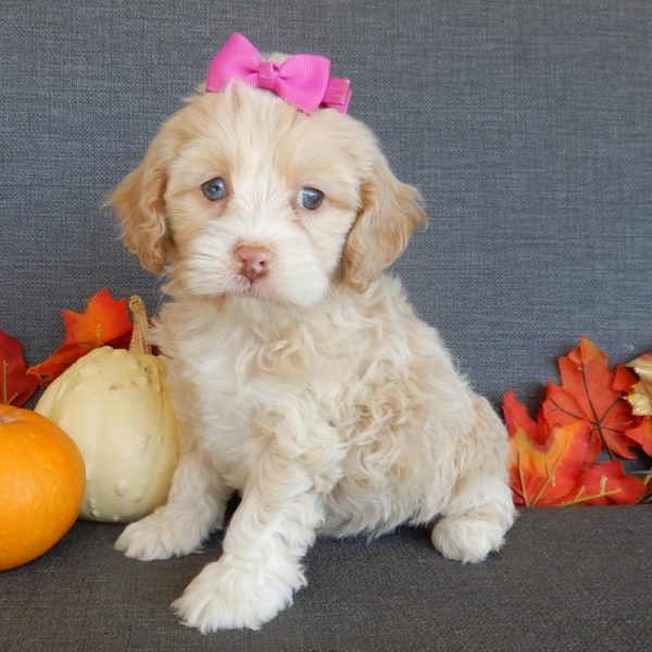 F1 Cockapoo Puppy for Sale