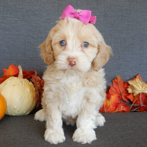 F1 Cockapoo Puppy for Sale