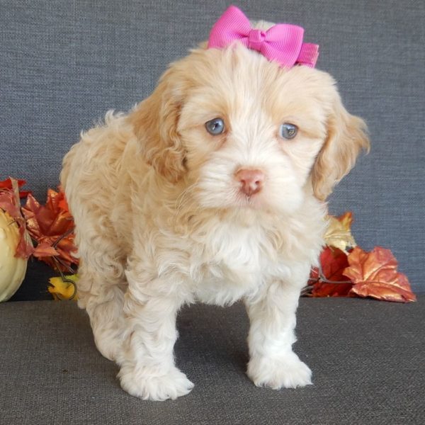 F1 Cockapoo Puppy for Sale