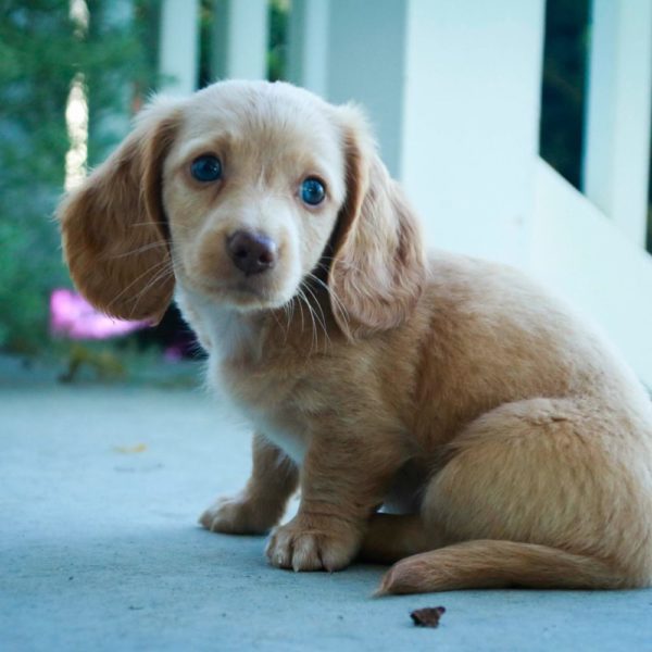 Mini Dachshund Puppy for Sale