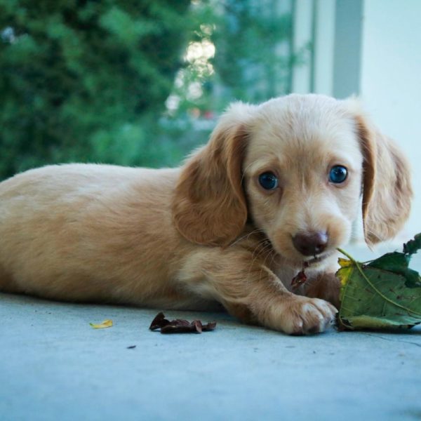 Mini Dachshund Puppy for Sale