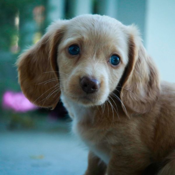 Mini Dachshund Puppy for Sale