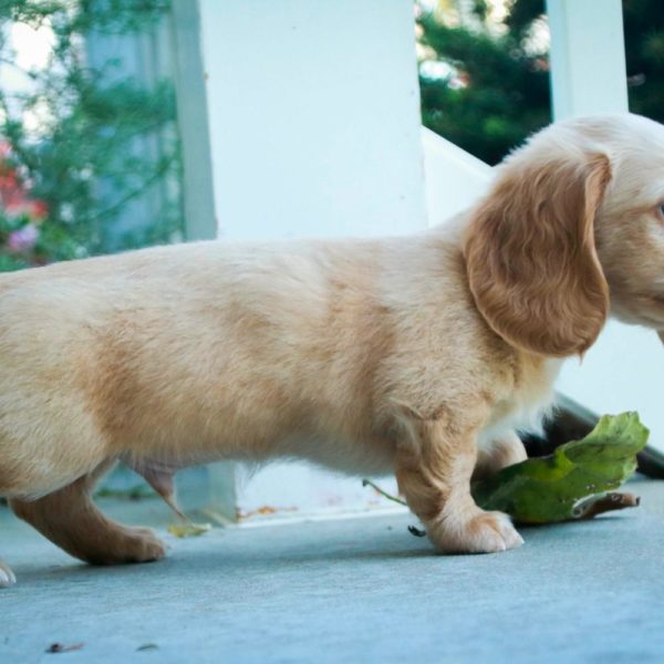 Mini Dachshund Puppy for Sale