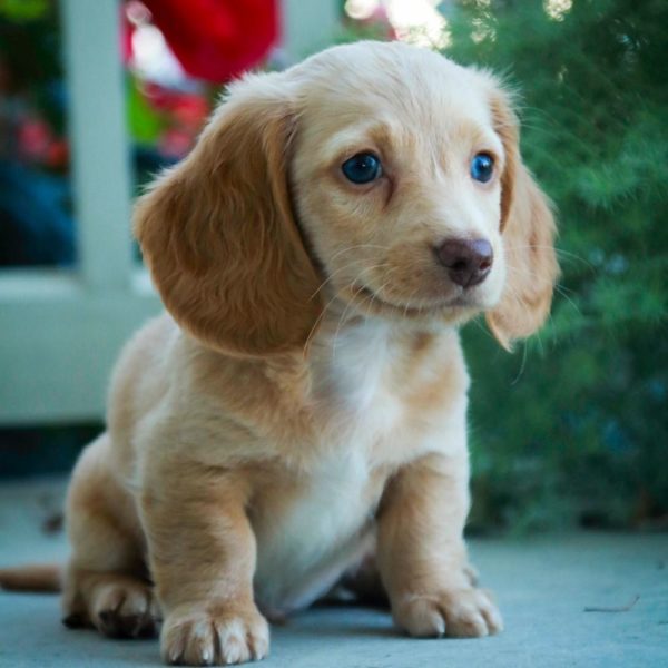 Mini Dachshund Puppy for Sale