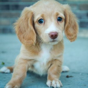 Mini Dachshund Puppy for Sale