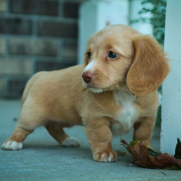 Mini Dachshund Puppy for Sale