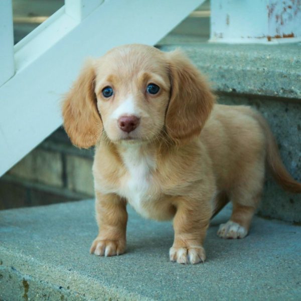 Mini Dachshund Puppy for Sale