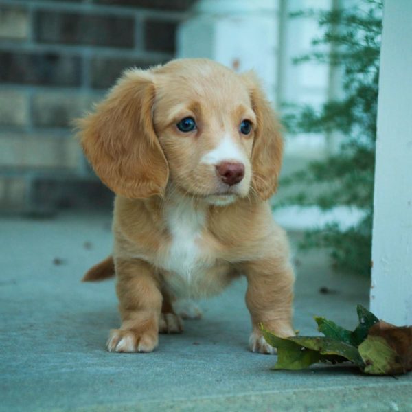 Mini Dachshund Puppy for Sale