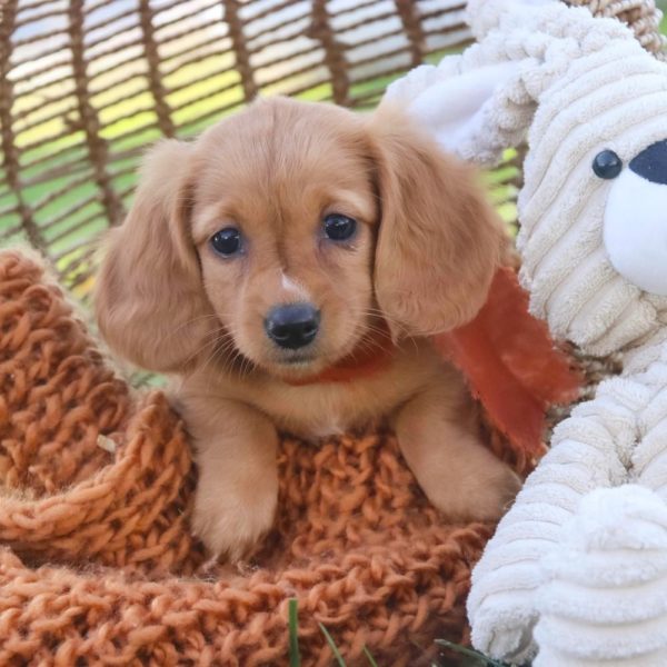 Mini Dachshund Puppy for Sale