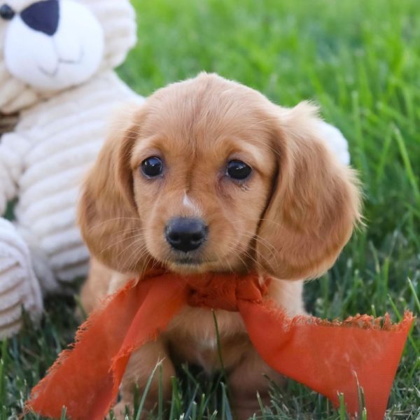 Mini Dachshund Puppy for Sale