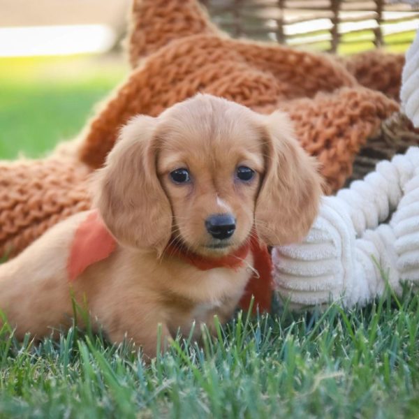 Mini Dachshund Puppy for Sale