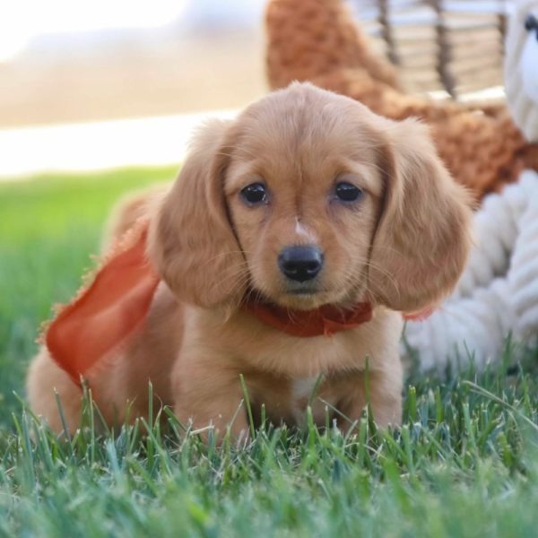 Mini Dachshund Puppy for Sale