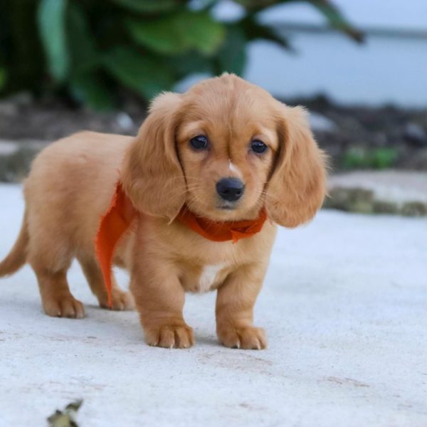 Mini Dachshund Puppy for Sale