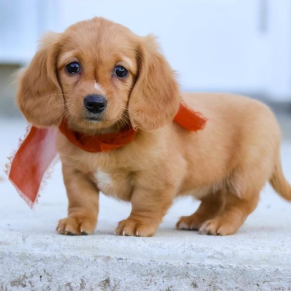 Mini Dachshund Puppy for Sale