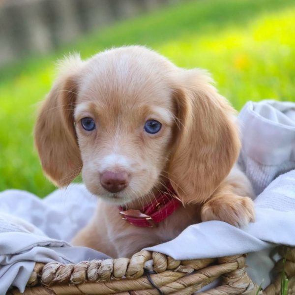 Mini Dachshund Puppy for Sale