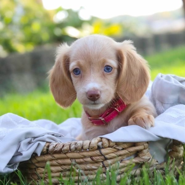 Mini Dachshund Puppy for Sale